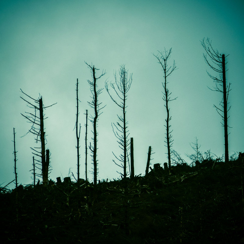 "Forêt morte après le feu" par Mrdoomits - Photographie sur toile tendue, H 12 po x l 12 po