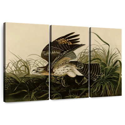 Brampt Winter Hawk