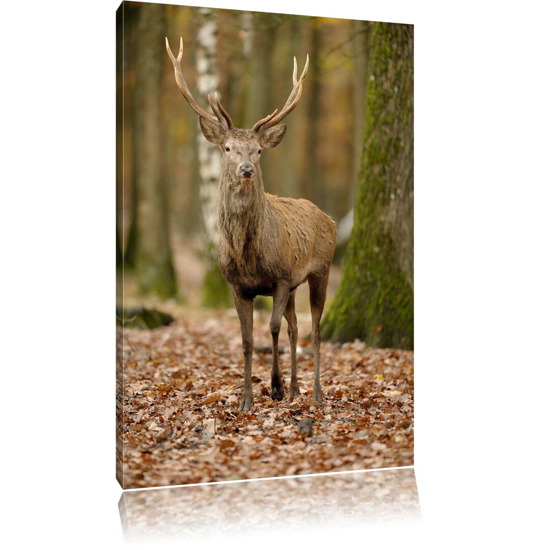 Leinwandbild Schöner Hirsch im Wald