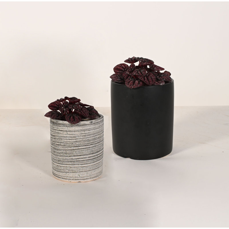 Upshining Live Foliage Plant in Ceramic Pot