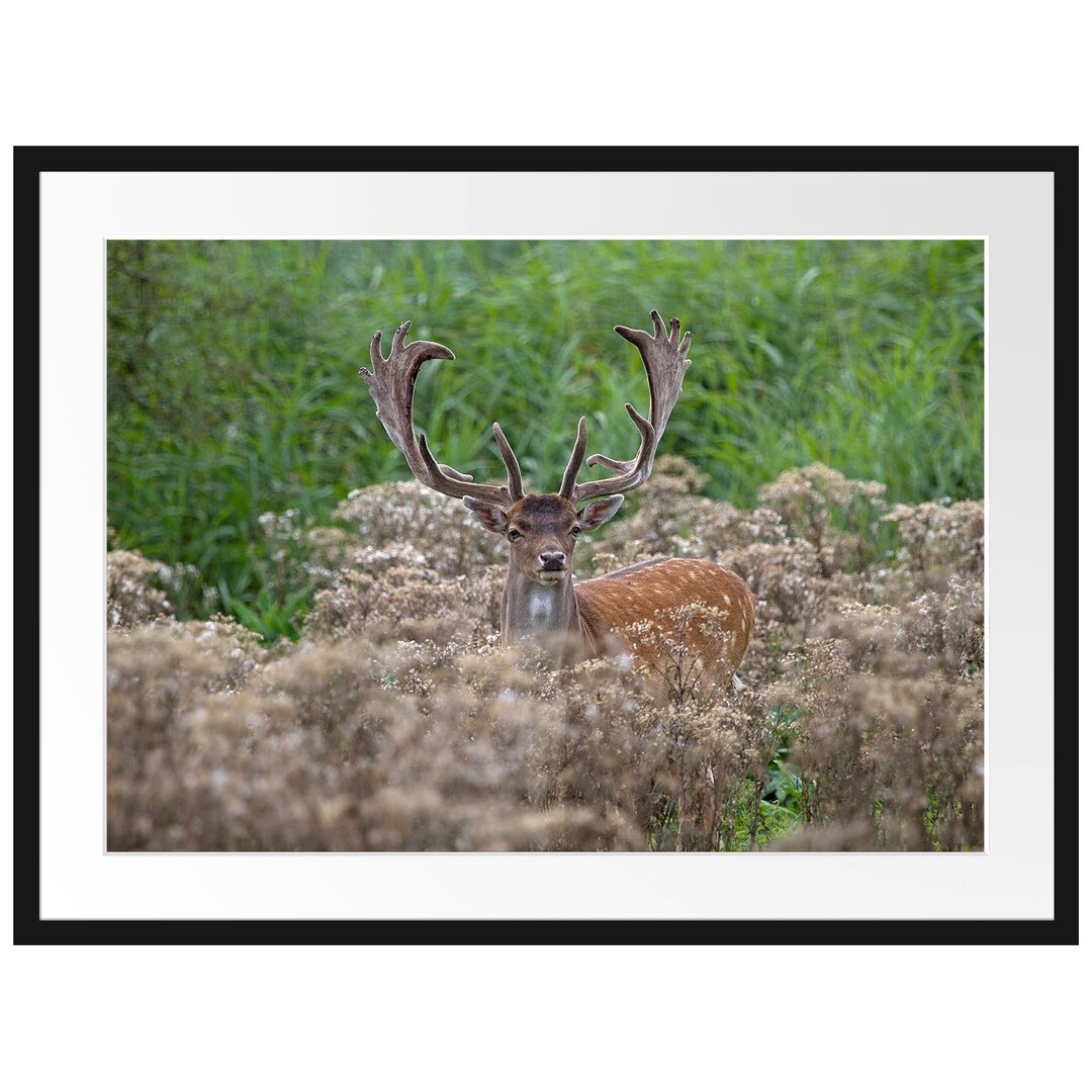 Gerahmtes Poster Hirschbock auf Wildwiese