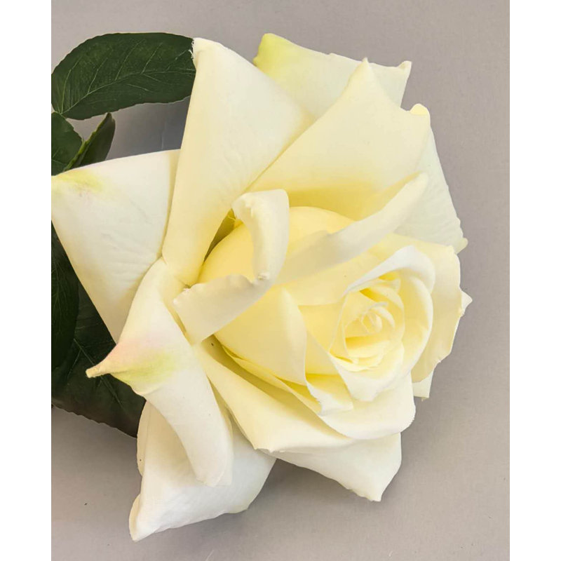 TIGE DE ROSE 27 po, Jaune