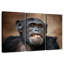 Drôle de chimpanzé