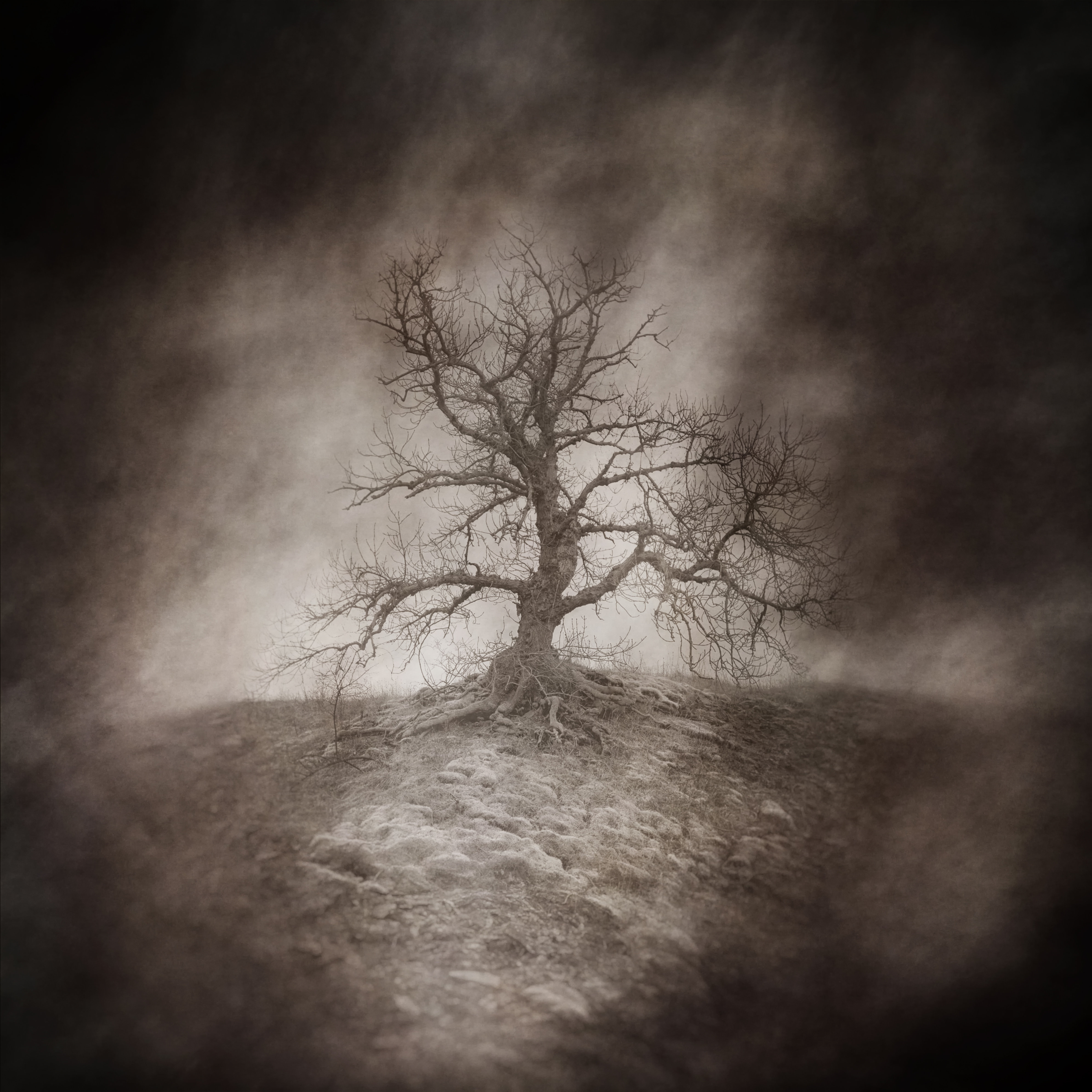 Dead Tree Shadows Millwood Pines Dead Tree - Unframed Illustration on Canvas | Wayfair