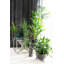 Cherwell Coffee Table