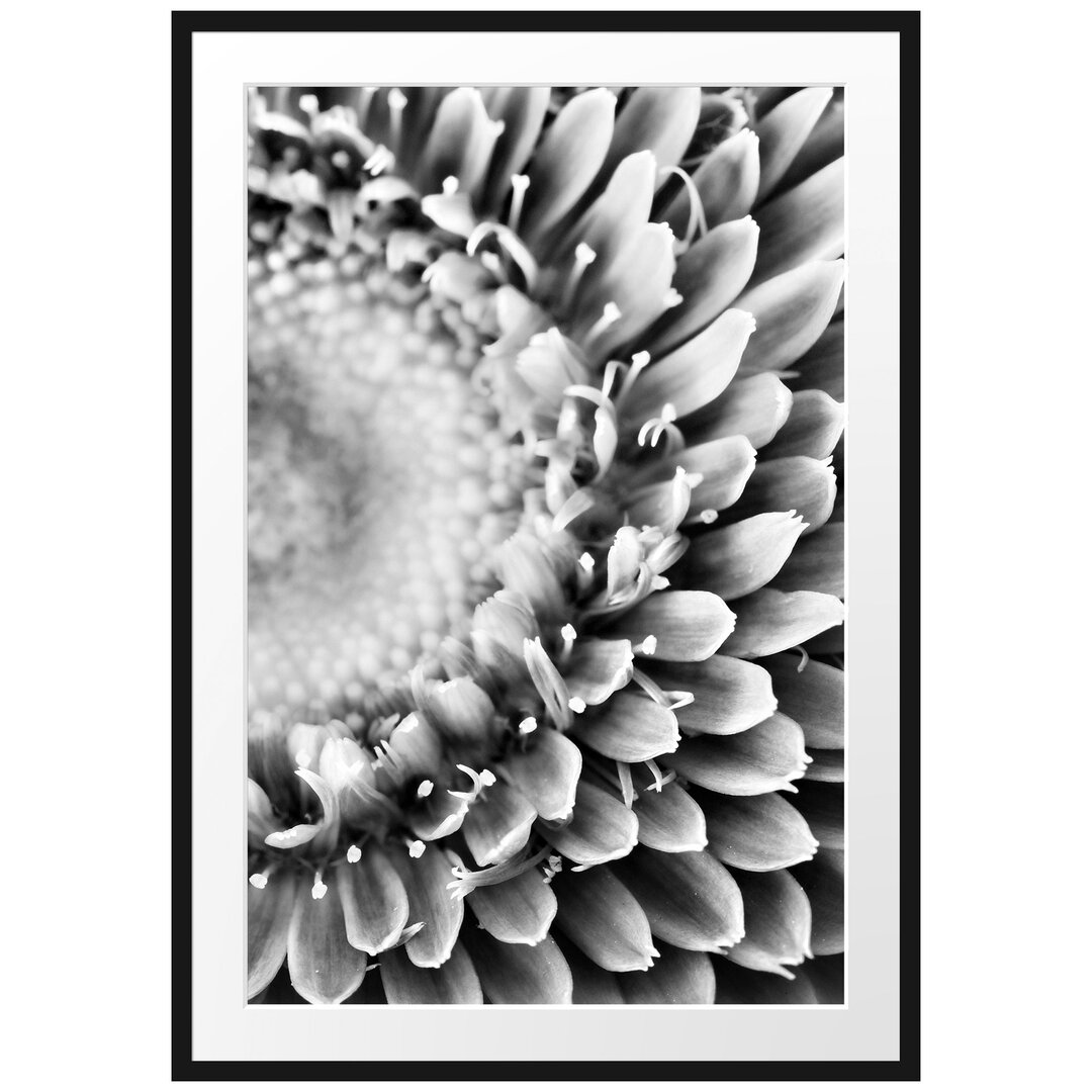 Gerahmtes Poster Wunderschöne Gerbera Blüte