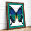Blue Butterfly Specimen Botanical - Framed Print-1771913801-1771913802