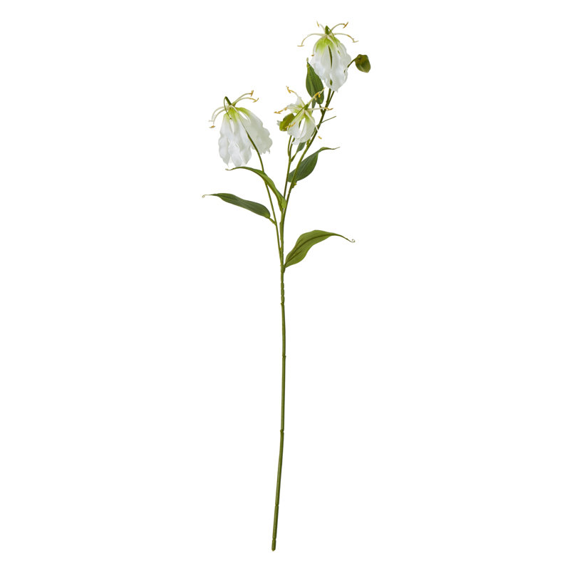Anastasija Arrangement