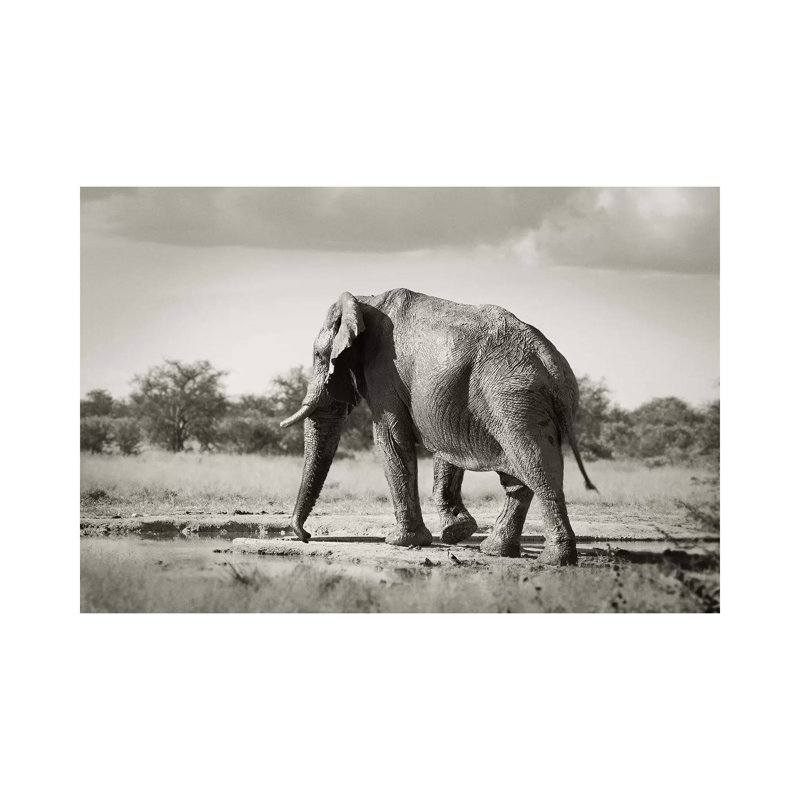 B&W Solitary Elephant by Klaus Tiedge - Wrapped Canvas Print, 20.32 cm H x 30.48 cm W