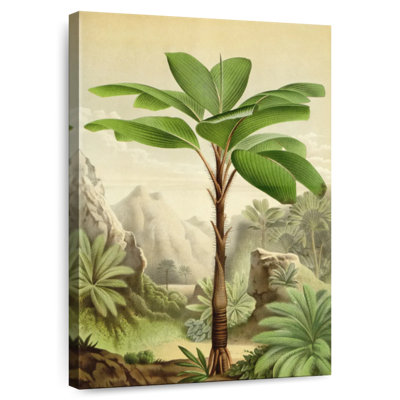 Seychelles Stilt Palm