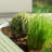 Roede Metal Raised Garden Bed-1839001020-1853180167