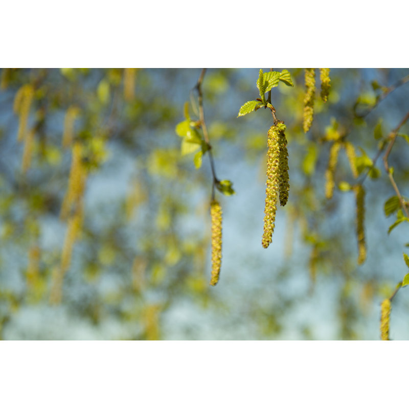 Birch Catkins by Eetum - Wrapped Canvas Print, 30cm H x 46cm W x 3.8cm D