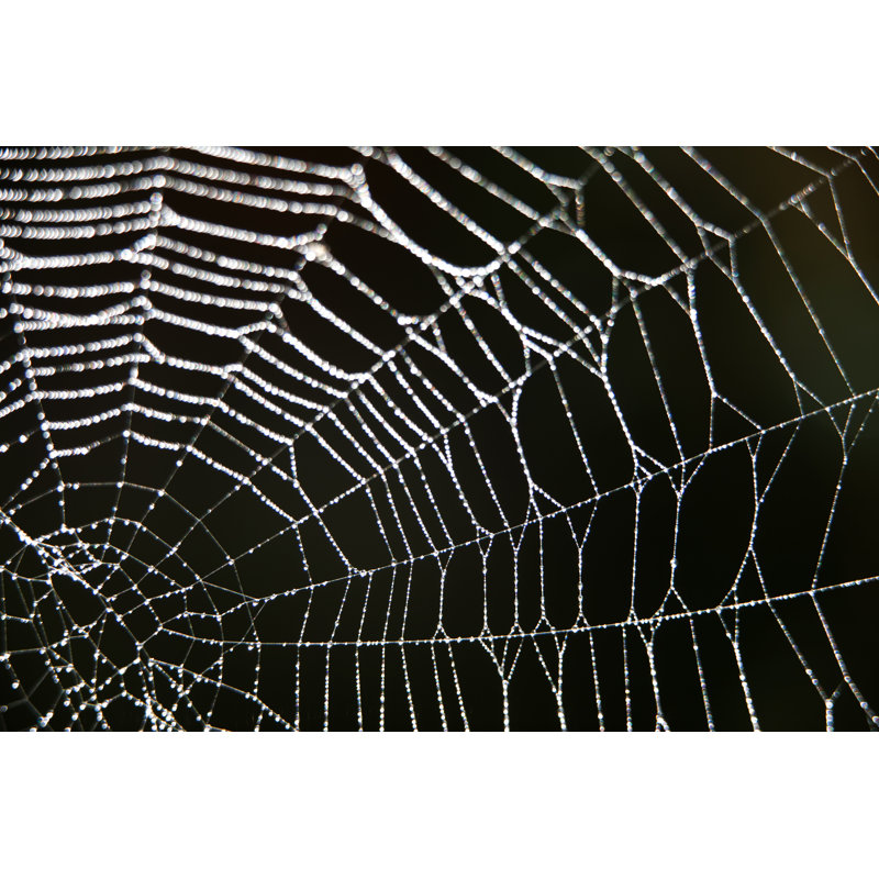Spider Web Background by LdF - Wrapped Canvas Print, 30cm H x 46cm W x 3.8cm D