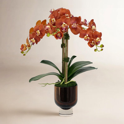 Orchid Floral Arrangement