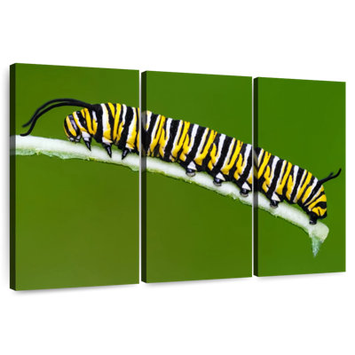 Striped Monarch Caterpillar