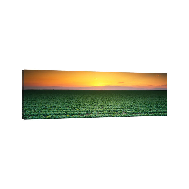 High Angle View Of A Lettuce Field At Sunset, Fresno, San Joaquin Valley, California, USA - Wrapped Canvas Panoramic Print