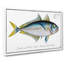 Plumiers Mackerel Fish - Wrapped Canvas-55341515