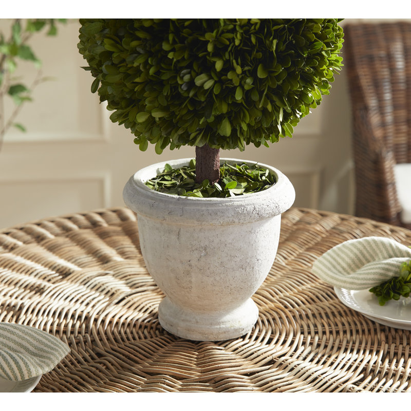 Thisbe Boxwood Topiary in Ceramic Pot, 20" H x 8.5" W x 8.5" D 