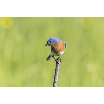 Eastern Bluebird, Sialia sialis, male bird perching on branch 539843180