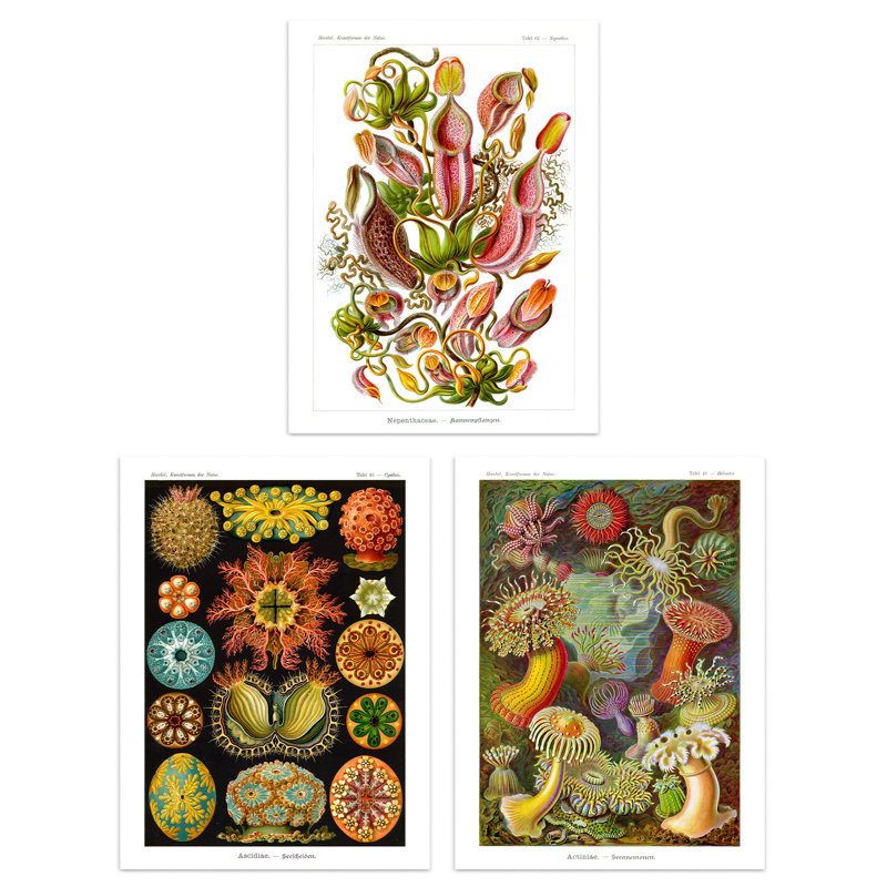 Haeckel Colourful Vintage Illustrations Plant Anemone Study - 3 Piece No Frame Print Set, 40.5cm H x 30.5cm W x 0.3cm D