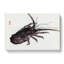 Crayfish by Kono Bairei - Wrapped Canvas-55315328