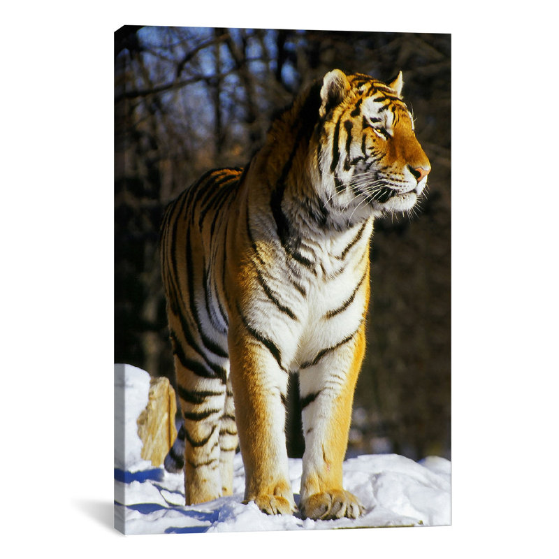 " Tiger ", 12" H x 8" W x 0.75" D