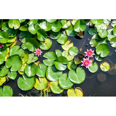 Nymphéas dans un étang - Photographie sur toile tendue
