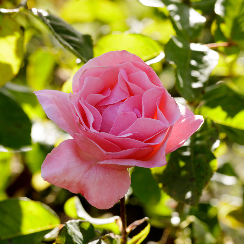 Queen Elizabeth' Rose by Yhelfman - Wrapped Canvas Print, 30cm H x 30cm W
