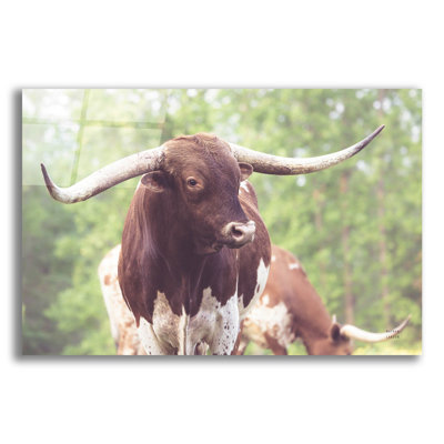 «Longhorn Gaze 1» par Nathan Larson, art mural en verre acrylique