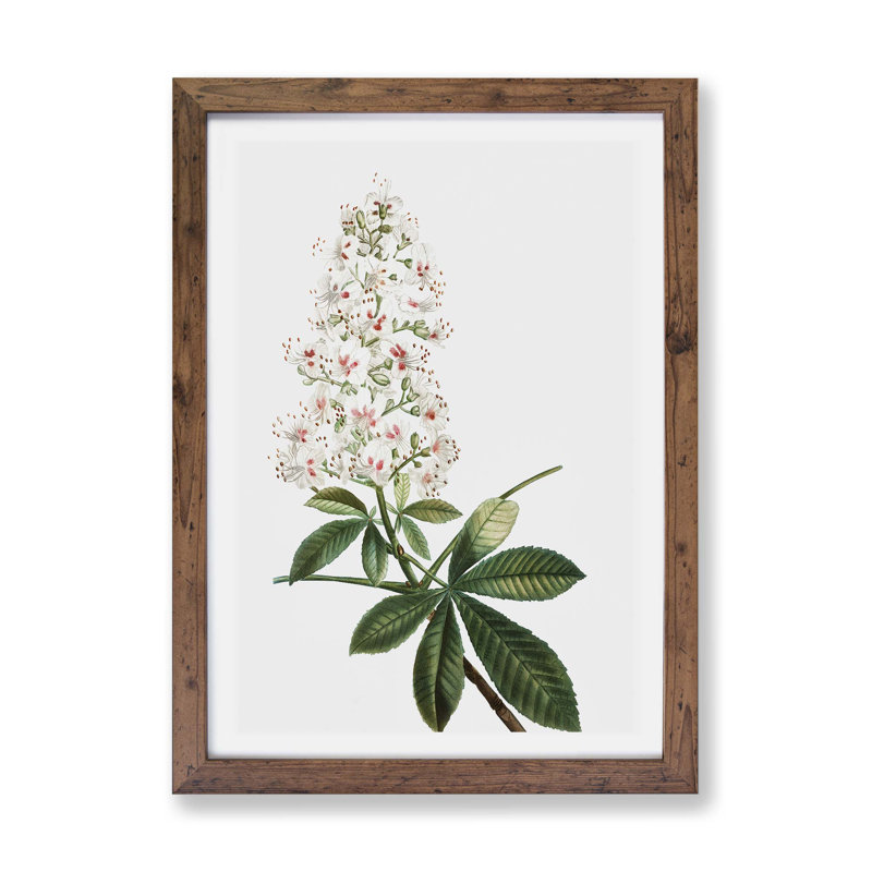 Horse Chestnut Tree Flowers by Pierre-Joseph Redoute - Single Picture Frame Painting, Walnut, 24cm H x 33cm W x 2cm D