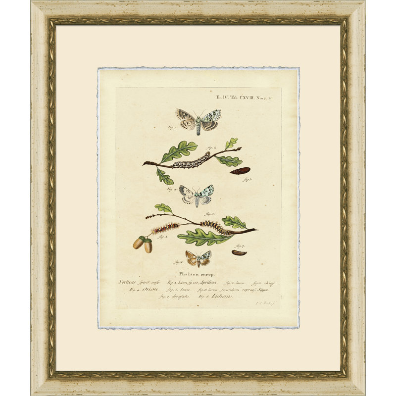 Small Moth Study VIII Print