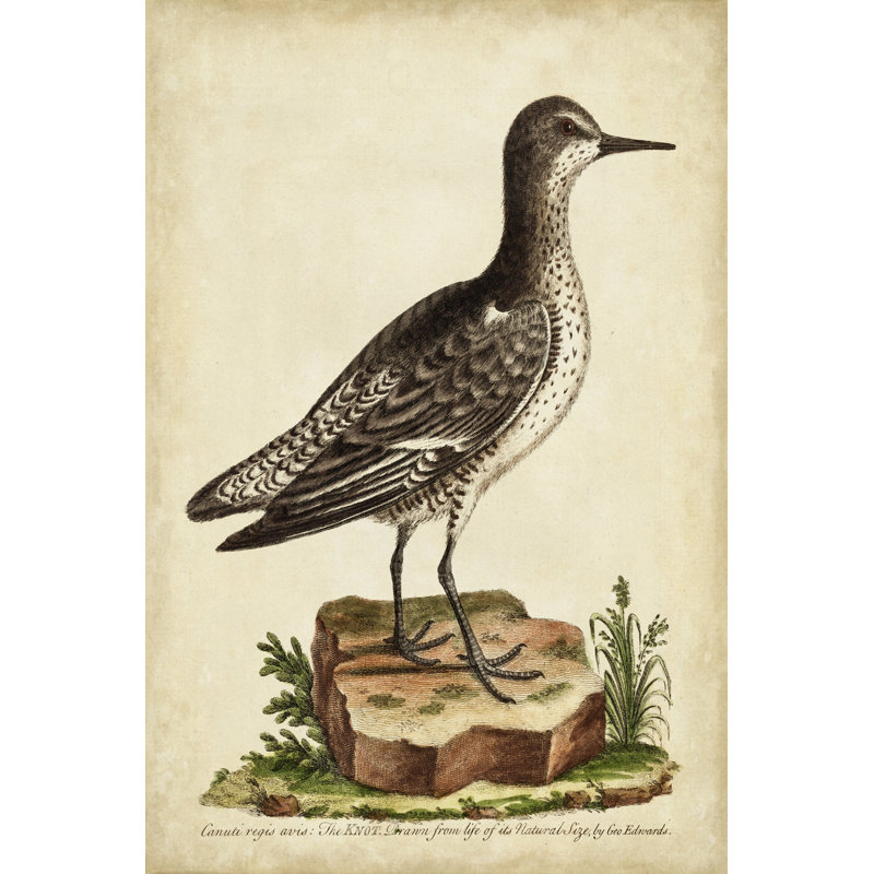 Antique Bird Menagerie V by George Edwards - Wrapped Canvas Print, 46cm H x 30cm W x 3.8cm D