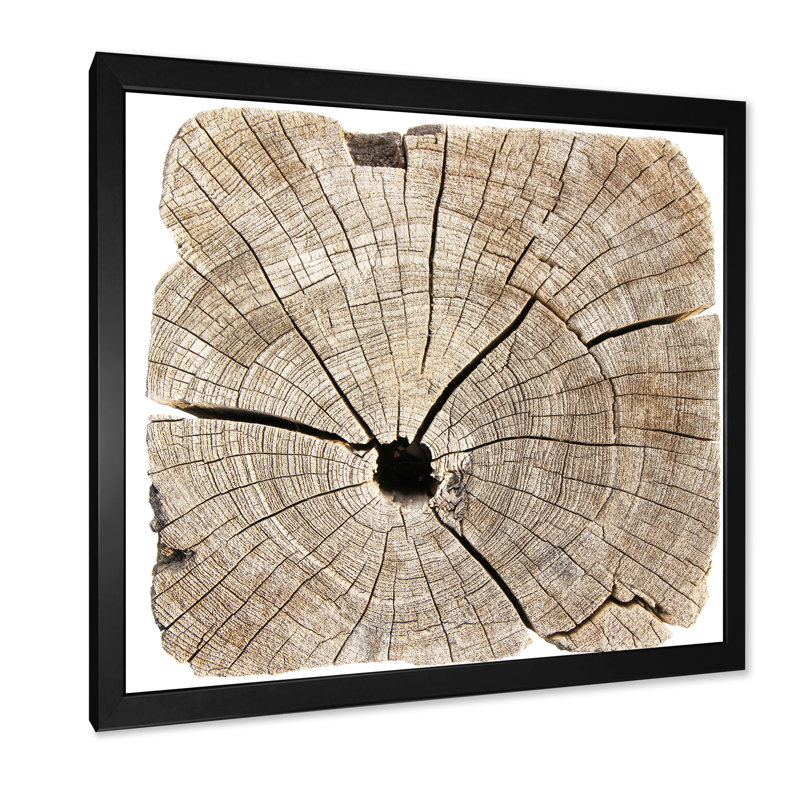 Coupe transversale d'un tronc d'arbre II - sur, Impression noire sur toile encadrée, H 16 po x l 16 po x P 1 po
