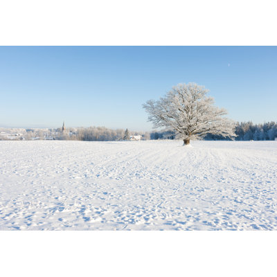 Old Oak In Hoarfrost by VictorGrow - Wrapped Canvas Print