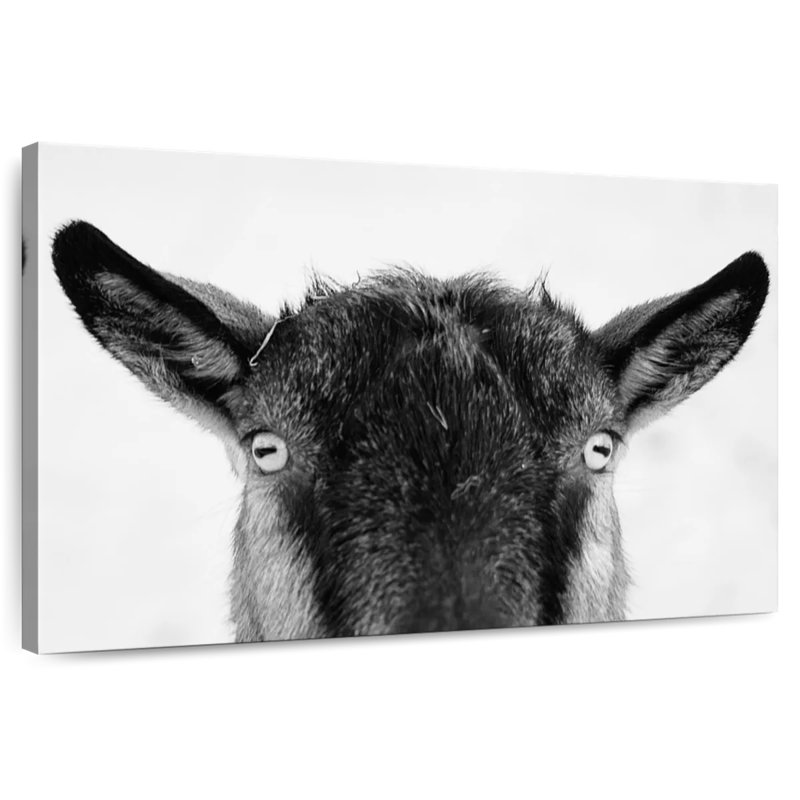Peeking Black Goat, 16" H x 24" W