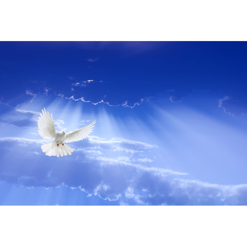 White Dove Flying by Mbolina - Wrapped Canvas Print, 81cm H x 122cm W