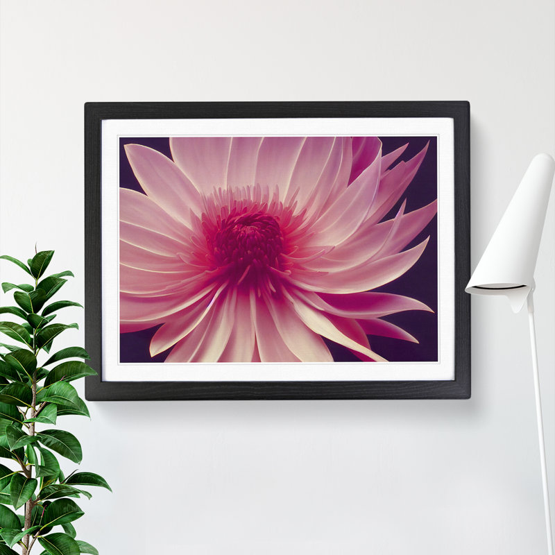 Cute Chrysanthemum Flower - Framed Print, Black, 25cm H x 34cm W x 2cm D