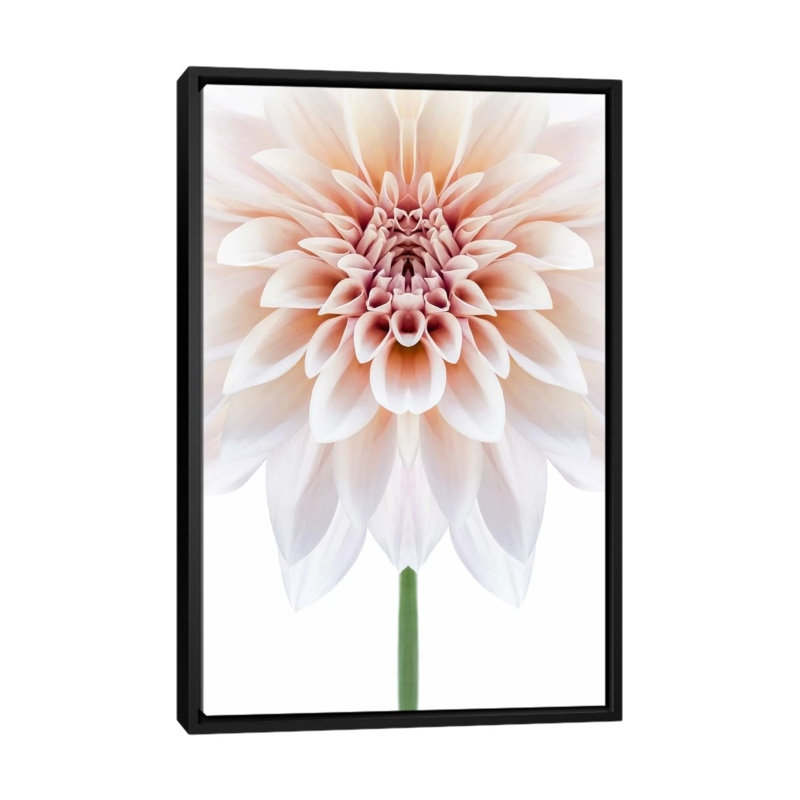 «Cafe au Lait Dahlia», reproduction de symétrie sur toile, H 26 po x l 18 po x P 1,5 po, Toile encadrée noire, Pas de tapis