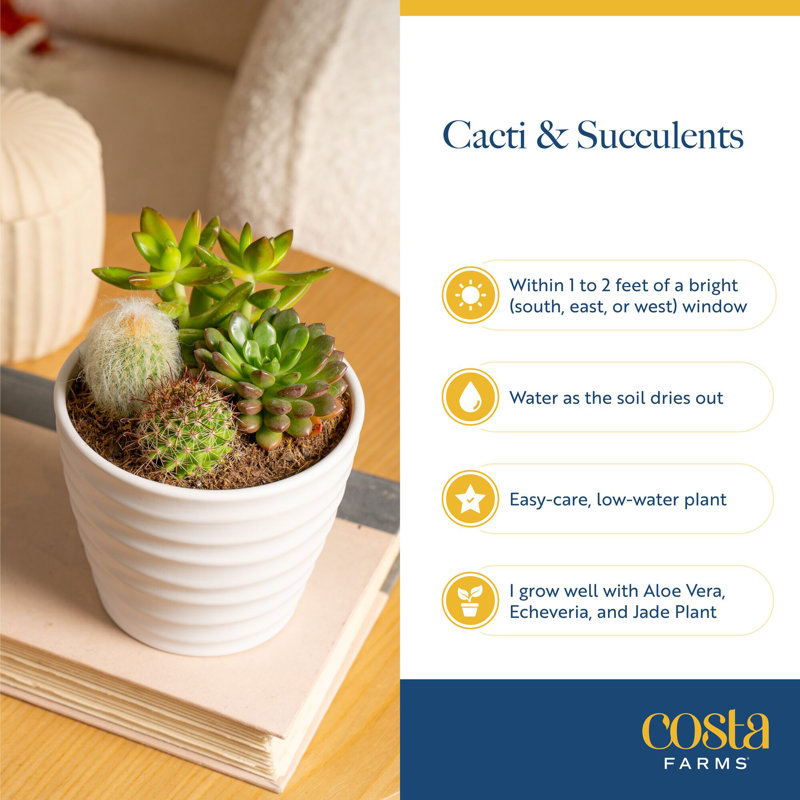 9 Live Cactus Plant in Pot Set