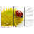 Ladybug On Chamomile-1014028063