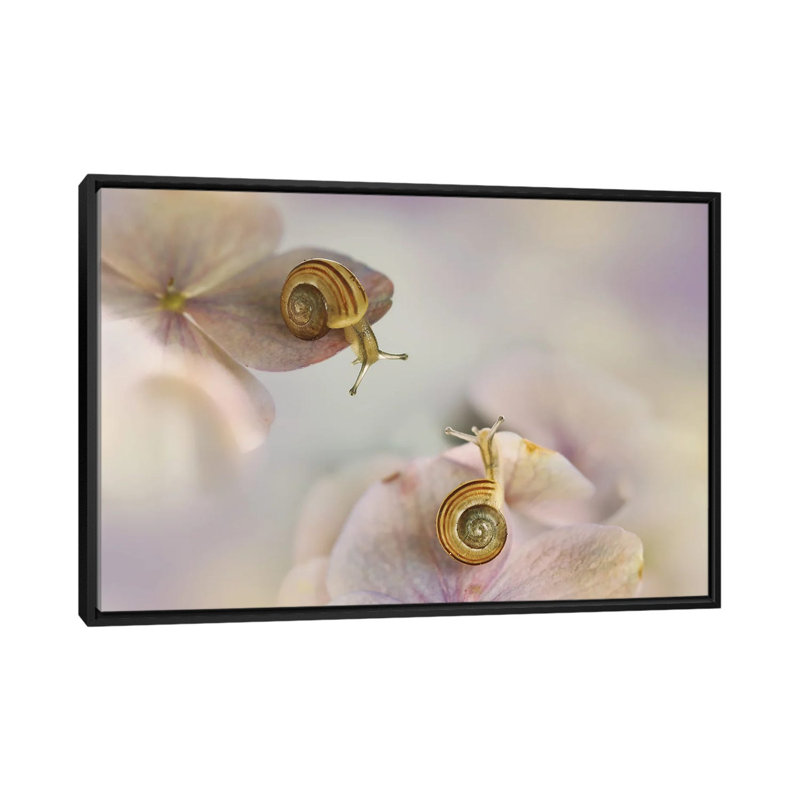 Little Snails by Ellen Van Deelen - Floater Frame Print on Canvas, Black Framed, 101.6 cm H x 66.04 cm W
