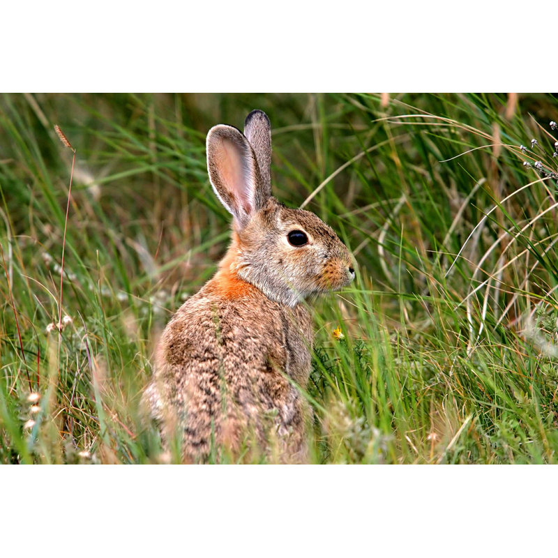 Mignon lapin sauvage - Photographie sur toile tendue, H 8 po x l 12 po
