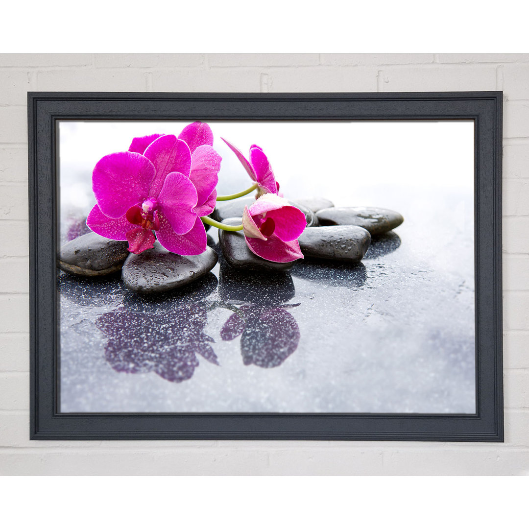 Pink Orchid On The Rocks - Einzelner Bilderrahmen Kunstdrucke