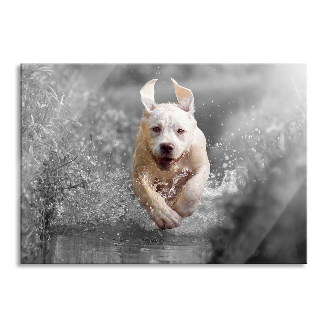 Glasbild Labrador-Welpe im Wasser