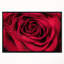 «Red Rose Petals with Rain Droplets», photographie-401517745-401517737