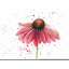 Rose marguerite - salon botanique-522439883