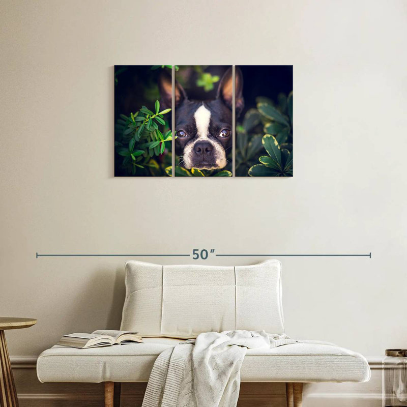 Brampt Boston Terrier Hiding, 20" H x 33" W
