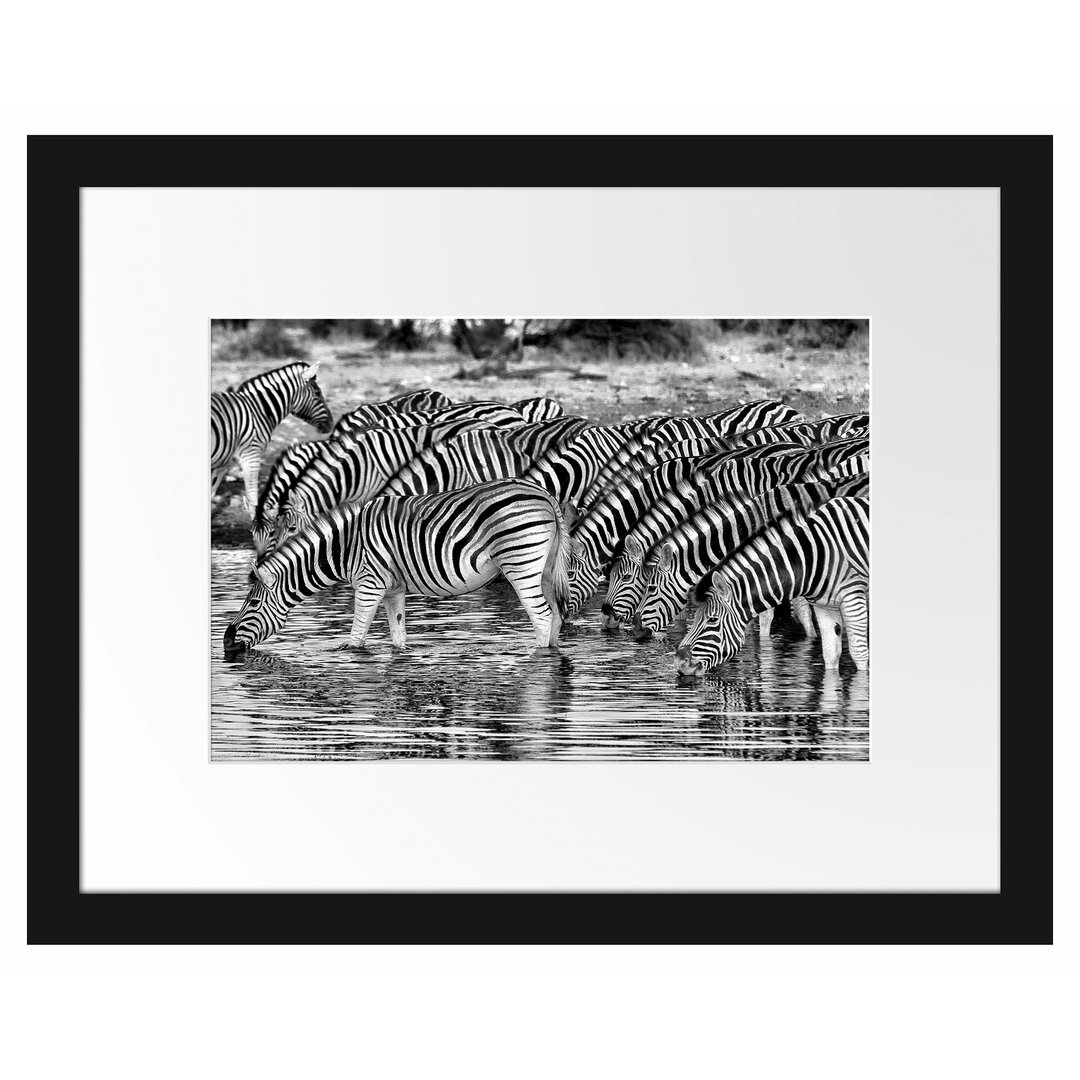 Gerahmtes Poster Zebras Safari Afrika