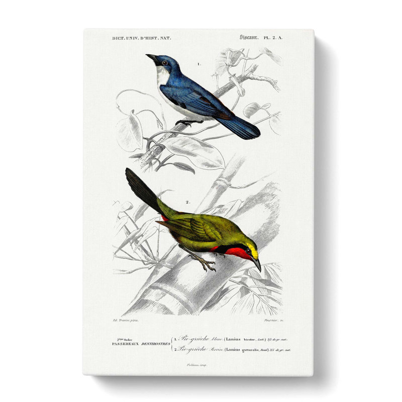 Bird Illustrations PL. 2a by Charles D Orbigny - Wrapped Canvas, 50cm H x 35cm W x 3cm D