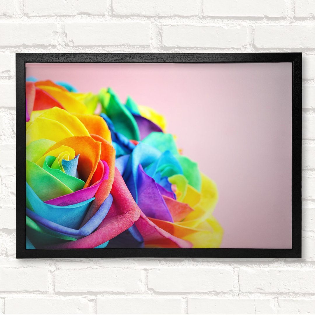 Gerahmtes Leinwandbild Rainbow Closeup Rose